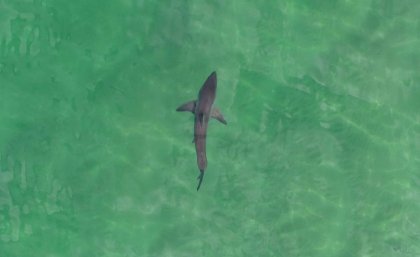 A new study involving UQ estimates around 200 to 252 white sharks have babies each year. A new study involving UQ estimates around 200 to 252 white sharks have babies each year.